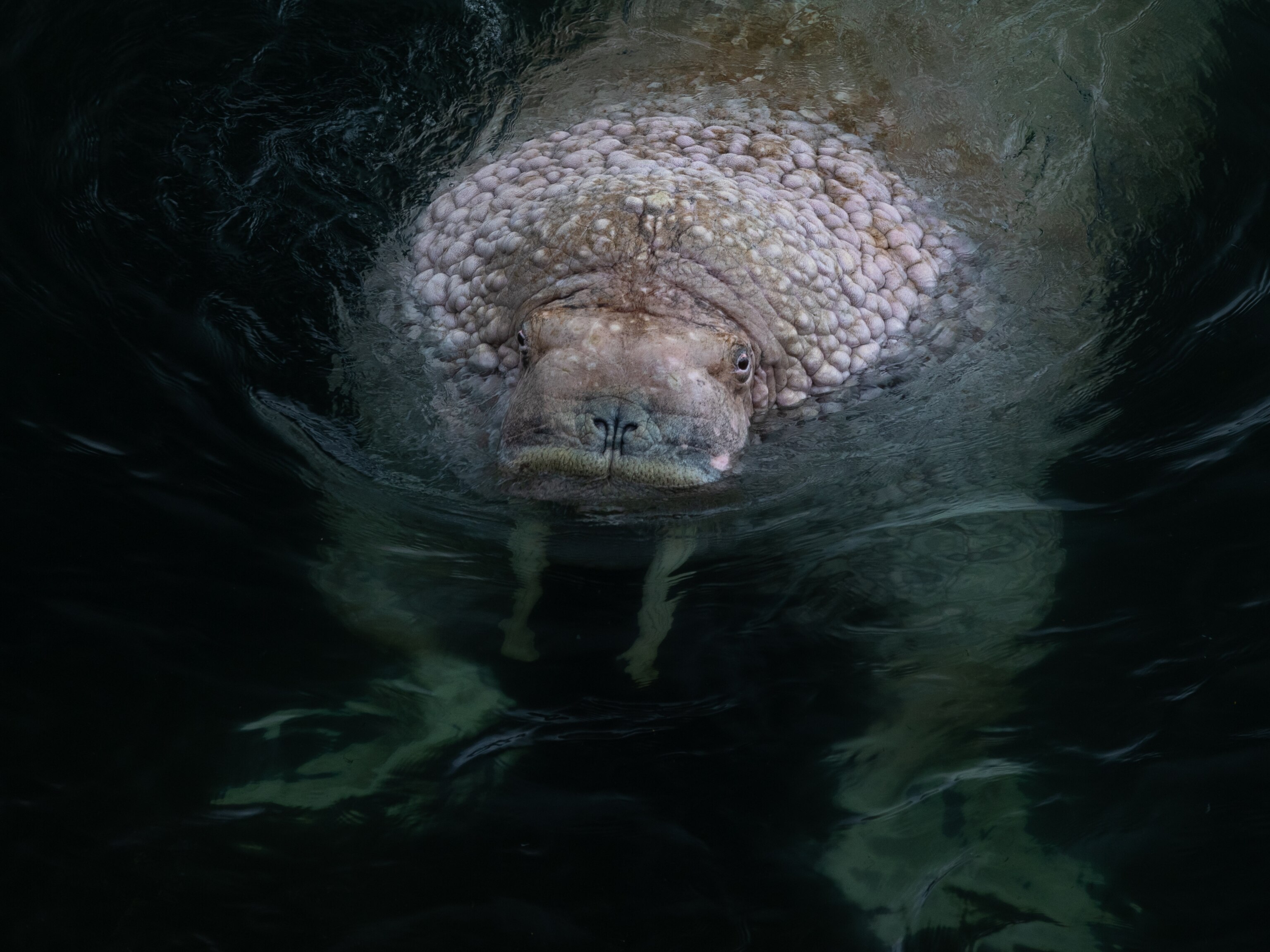 The isolated Alaska island where walruses sing